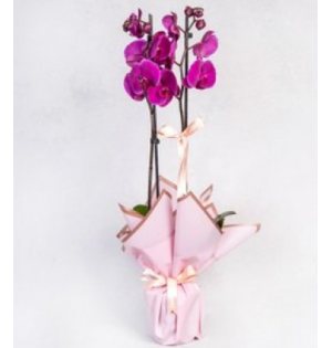 Çift dal mor orkide